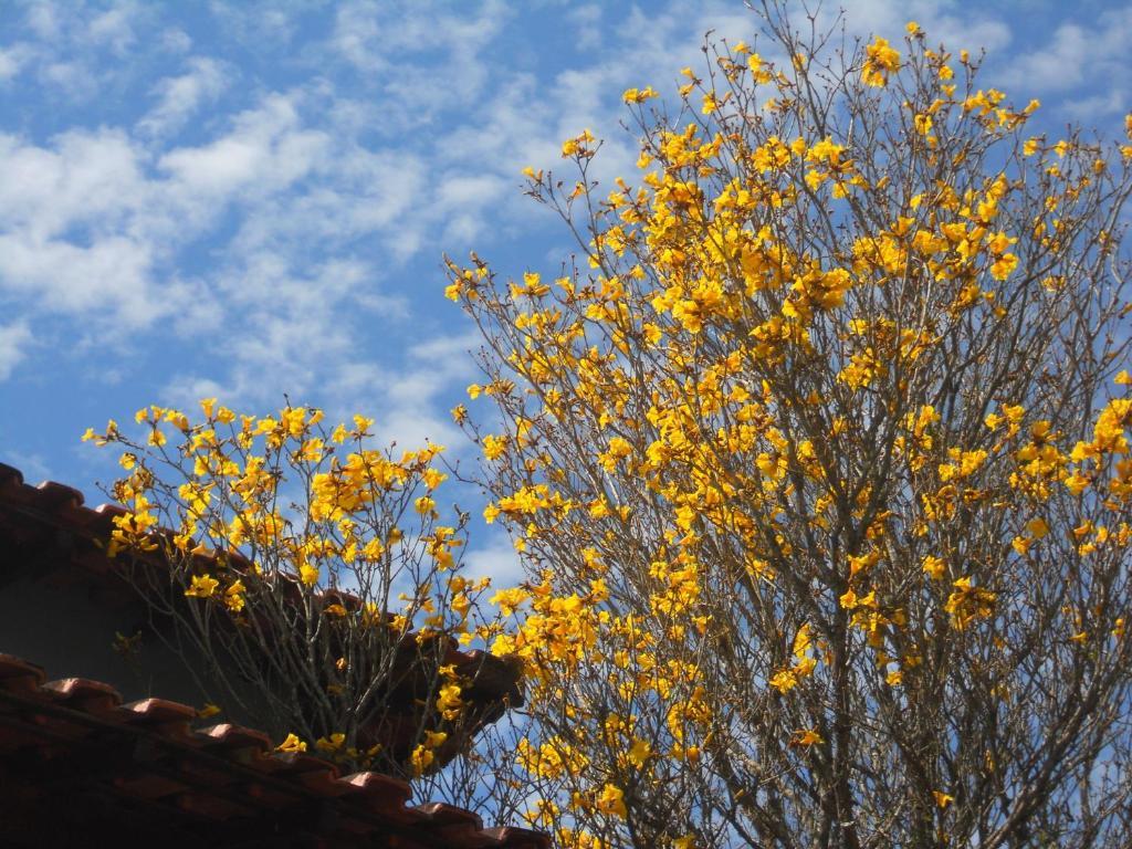 Pousada Do Ipe Amarelo Ξενοδοχείο Sao Lourenco  Εξωτερικό φωτογραφία